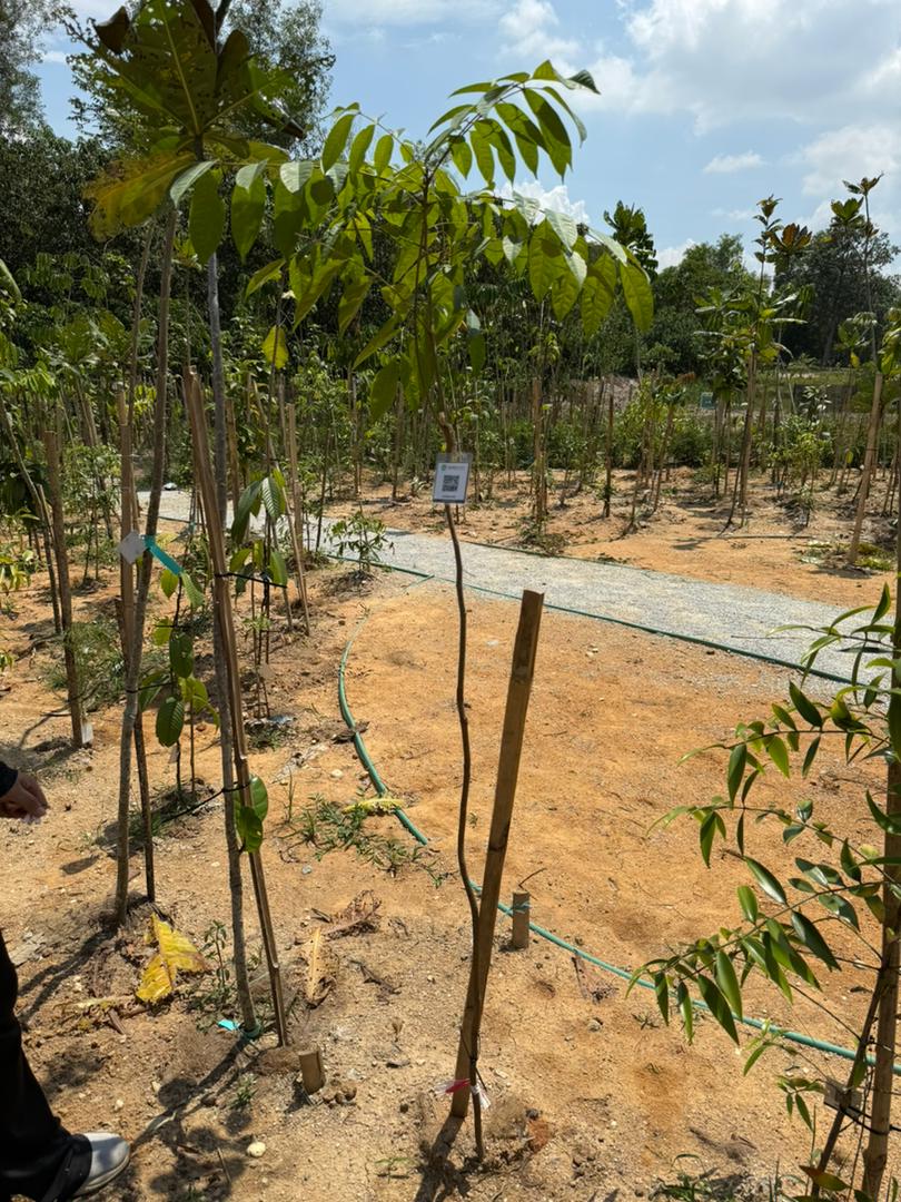 Pokok