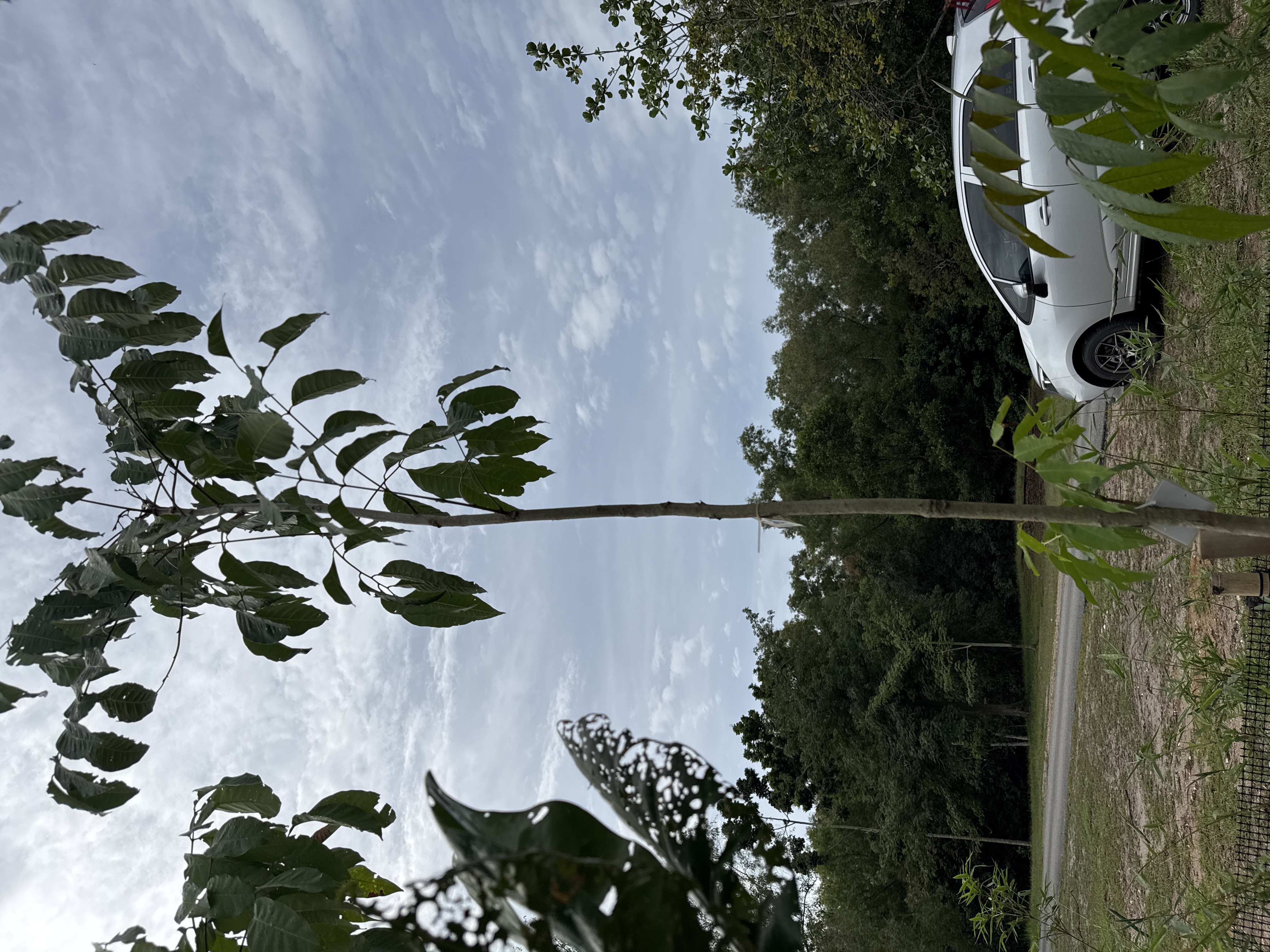 Pokok