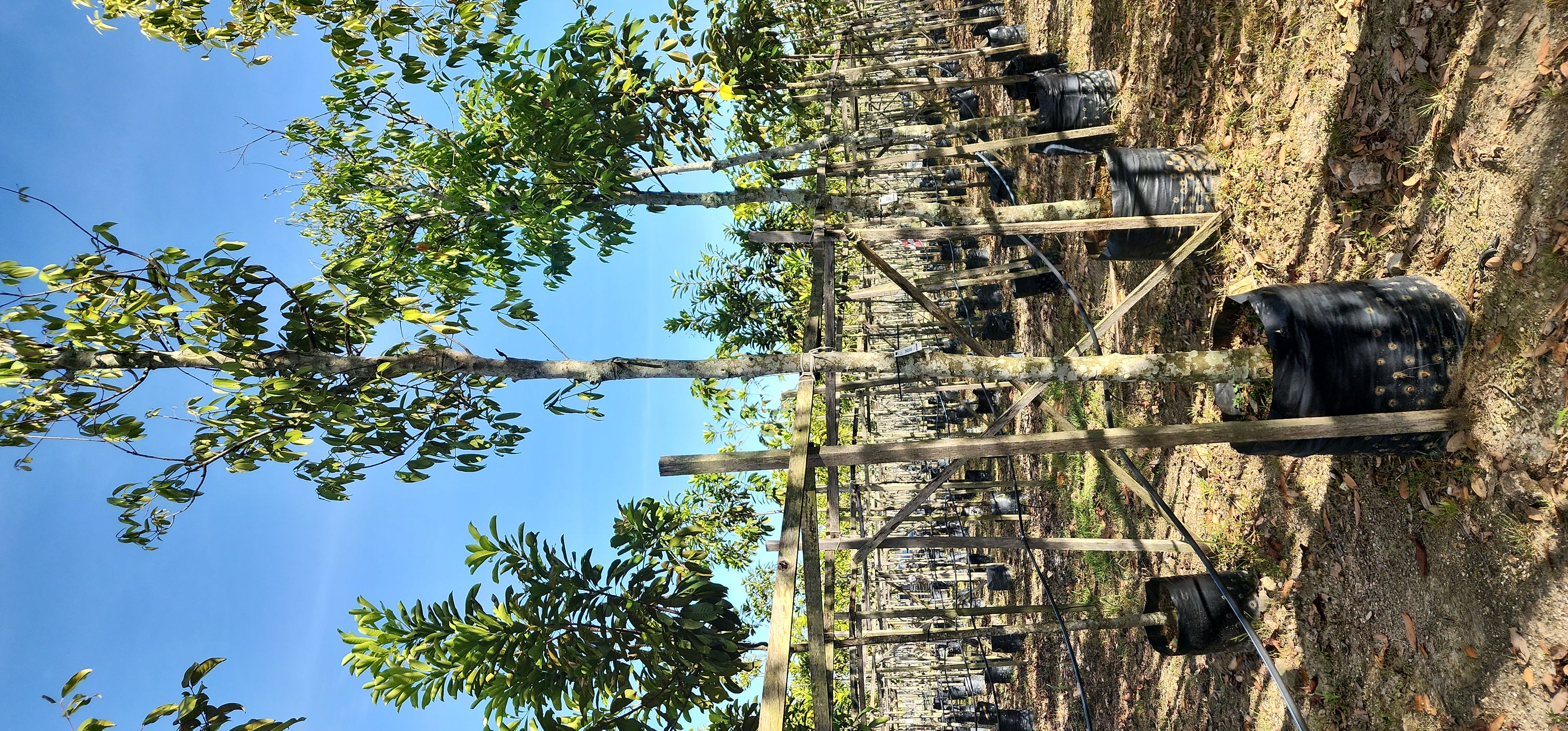 Teja, Kayu manis hutan