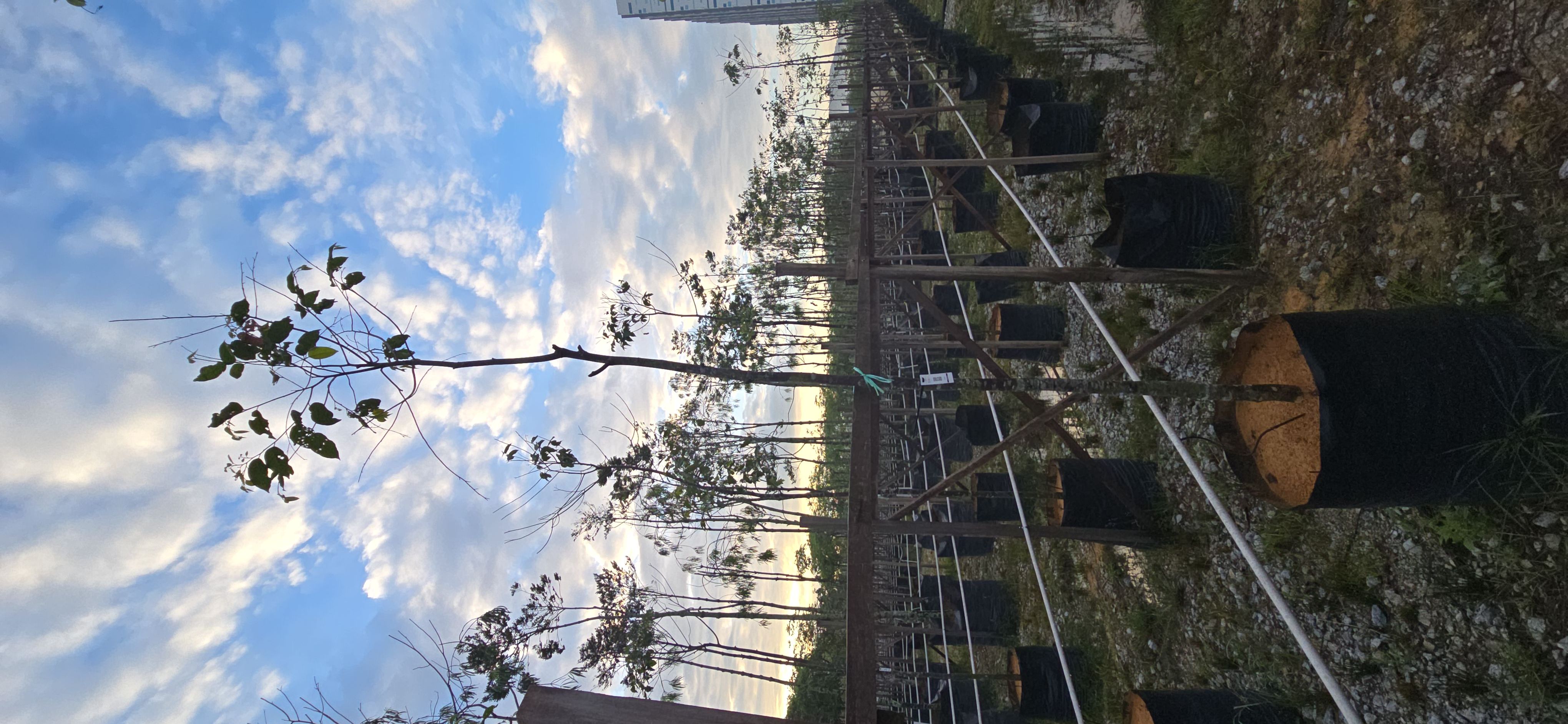 Merawan siput jantan