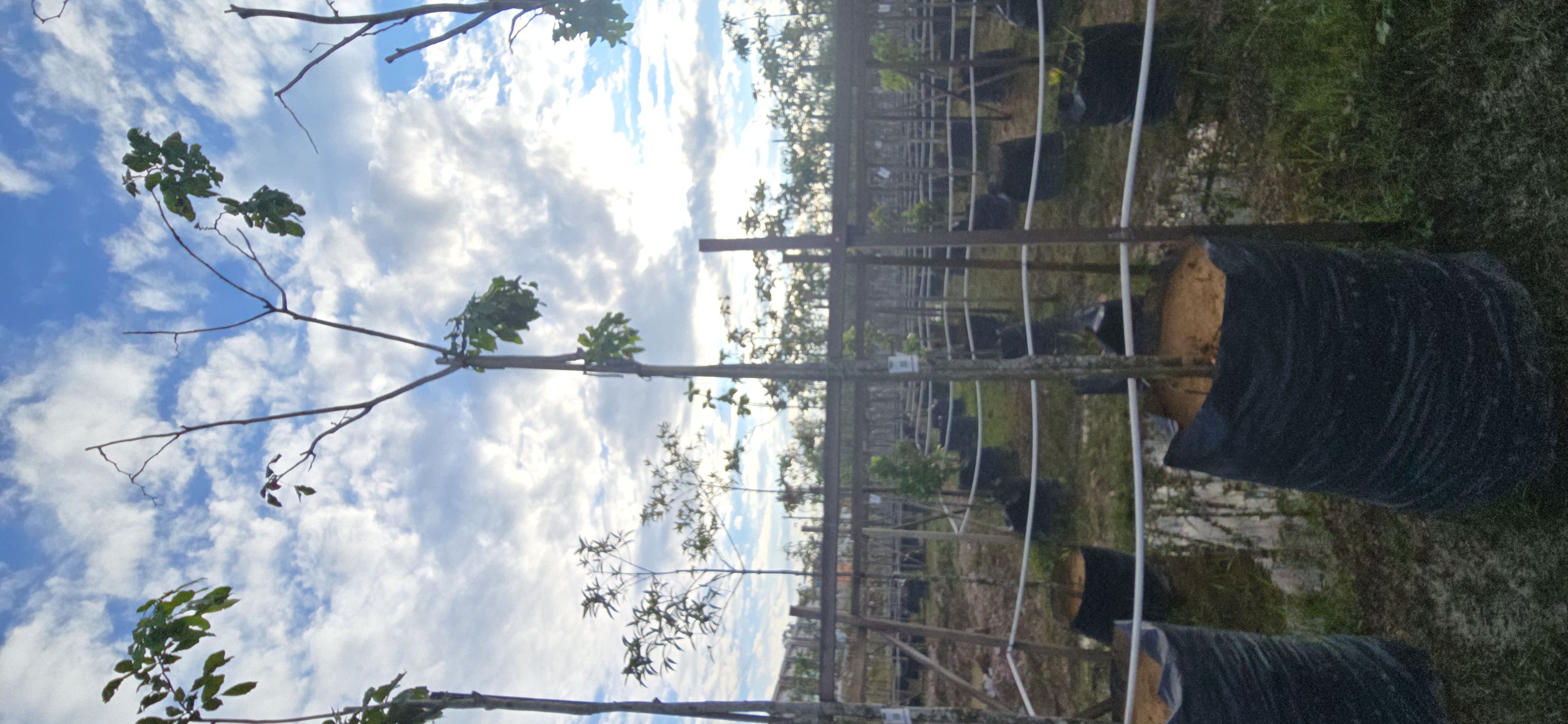 Pokok sapu tangan, Handkerchief tree